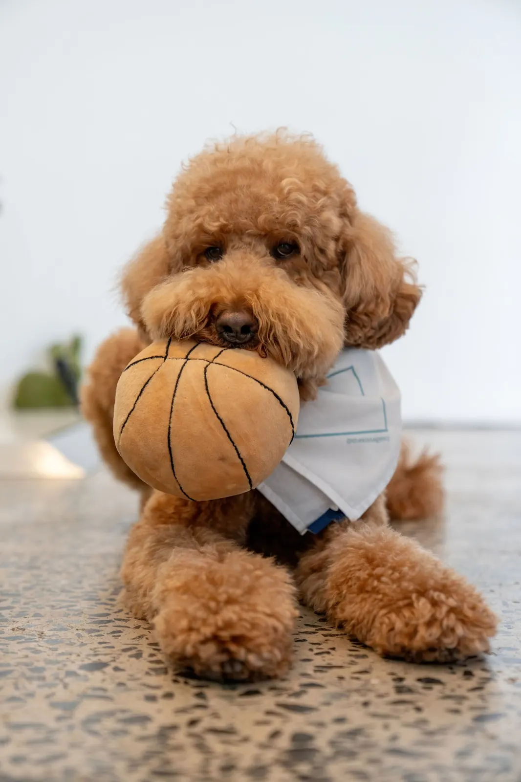 Harley, Director of Happiness, with his basketball
